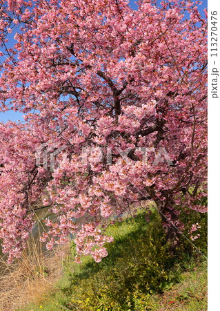埼玉県久喜市鷲宮　青空の青毛堀川沿いの満開の河津桜並木 113270476