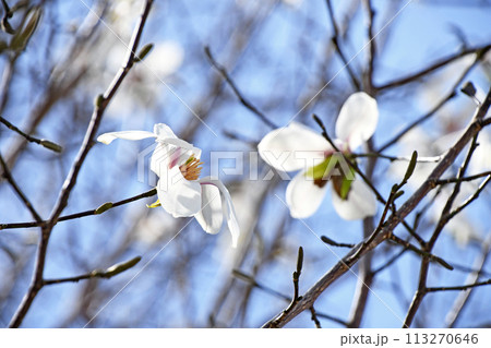 コブシ（辛夷）の白い花 113270646