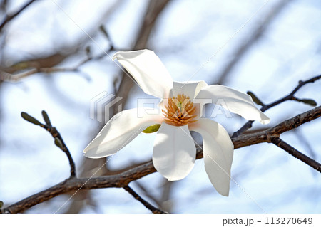 コブシ(辛夷)の白い花 コブシ(辛夷)の白い花 113270649