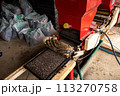 播種機ですじまき作業 113270758
