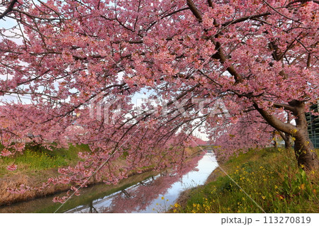 埼玉県久喜市鷲宮　青毛堀川沿いの満開の河津桜並木と川面のリフレクションの景色 113270819