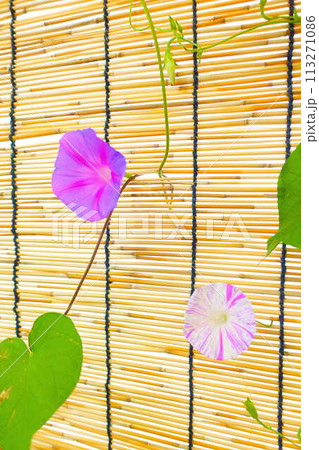 アサガオ　朝顔　あさがお 113271086