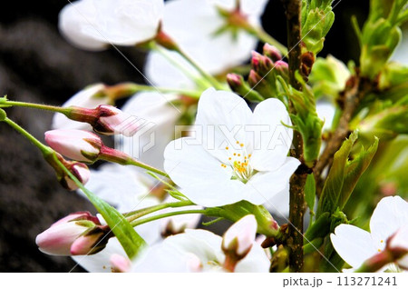咲き始める桜 113271241