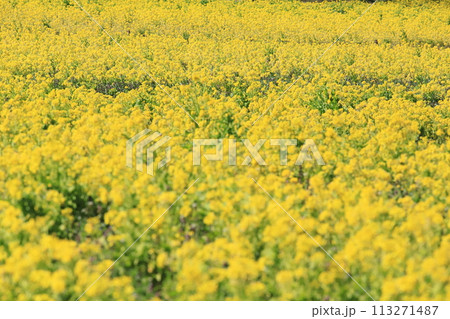 菜の花畑 菜の花畑 113271487