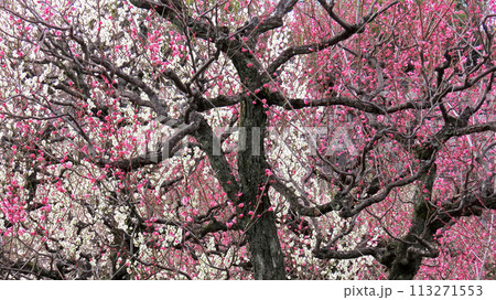 おめでたい雰囲気の満開の紅白梅の花 おめでたい雰囲気の満開の紅白梅の花 113271553