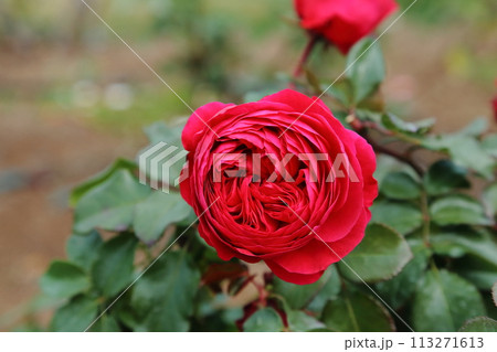 荒尾市　おもやい市民花壇　バラの花、 113271613