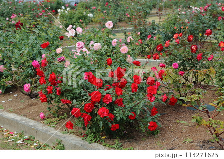 荒尾市 おもやい市民花壇 バラの花、 荒尾市 おもやい市民花壇 バラの花、 113271625