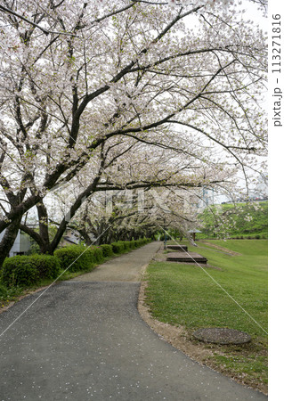 桜咲く妙泉寺公園 113271816
