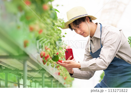 ビニールハウスにて苺にスマホを向ける若い農夫 113271822
