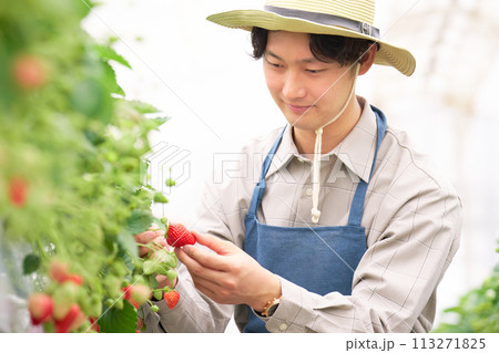 ビニールハウスにてイチゴの収穫をする若い農夫 ビニールハウスにてイチゴの収穫をする若い農夫 113271825