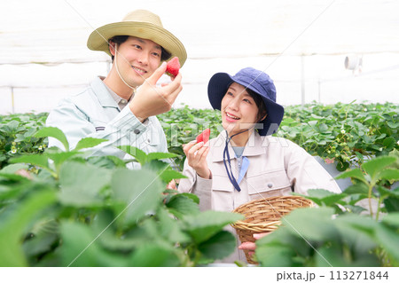 収穫したイチゴを手にして笑顔を見せる若い男女 収穫したイチゴを手にして笑顔を見せる若い男女 113271844