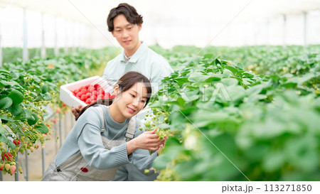 ビニールハウスにてイチゴの収穫をする若い男女 113271850