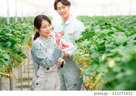 ビニールハウスにてイチゴの収穫をする若い男女 113271852