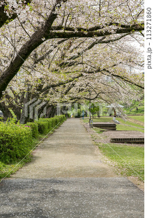 桜咲く妙泉寺公園 桜咲く妙泉寺公園 113271860