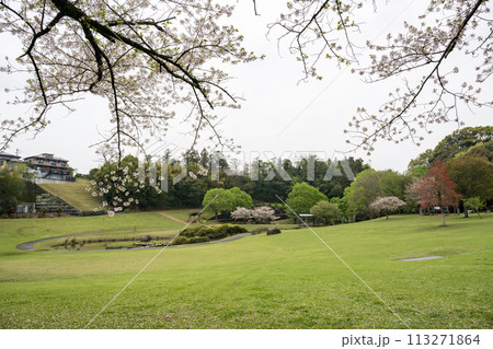 桜咲く妙泉寺公園 桜咲く妙泉寺公園 113271864