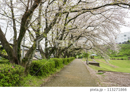 桜咲く妙泉寺公園 113271866