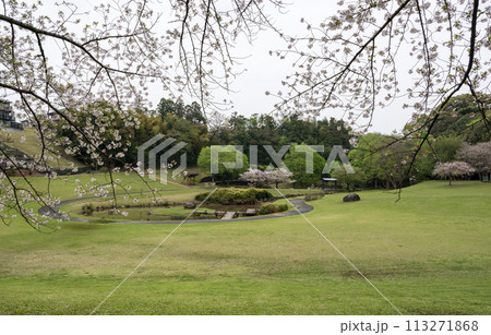 桜咲く妙泉寺公園 113271868