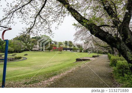 桜咲く妙泉寺公園 桜咲く妙泉寺公園 113271880
