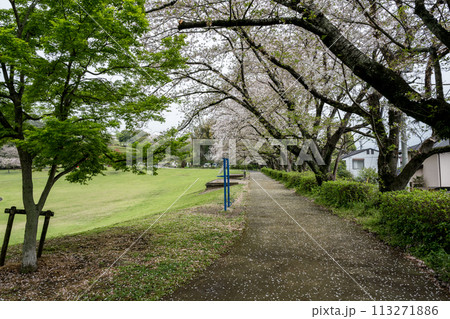 桜咲く妙泉寺公園 113271886