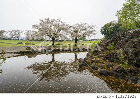 桜咲く妙泉寺公園 113271928