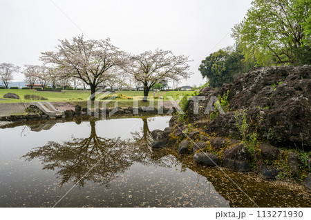 桜咲く妙泉寺公園 桜咲く妙泉寺公園 113271930
