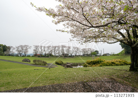桜咲く妙泉寺公園 桜咲く妙泉寺公園 113271935