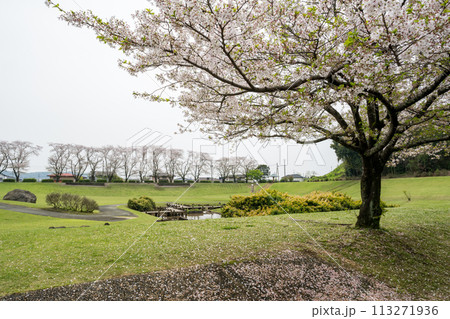 桜咲く妙泉寺公園 113271936