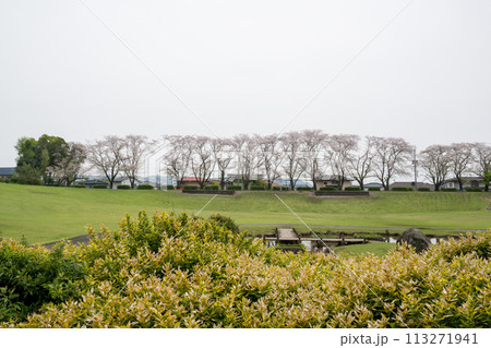 桜咲く妙泉寺公園 桜咲く妙泉寺公園 113271941