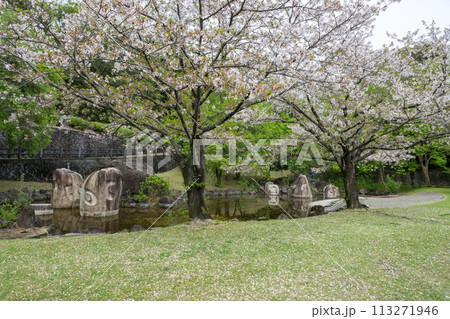 桜咲く妙泉寺公園 桜咲く妙泉寺公園 113271946