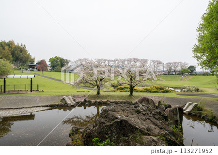桜咲く妙泉寺公園 桜咲く妙泉寺公園 113271952
