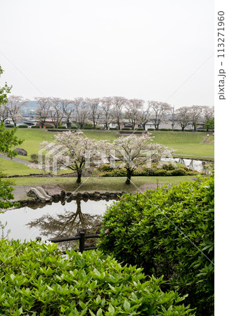 桜咲く妙泉寺公園 113271960