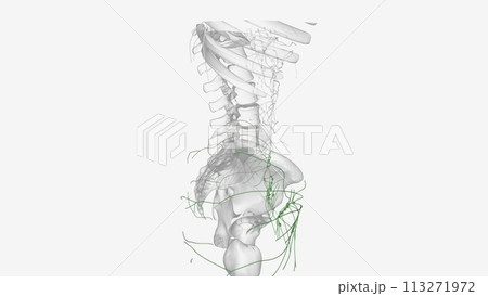 he lymphatic vessels of the lower limb can be divided into two major groups; superficial vessels and deep vessels 113271972