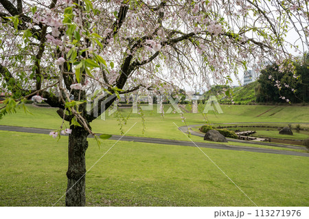 桜咲く妙泉寺公園 桜咲く妙泉寺公園 113271976
