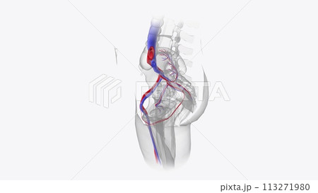 The cardiovascular system consists of the heart, arteries, veins, and capillaries 113271980