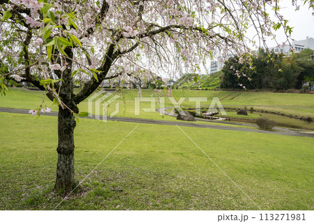 桜咲く妙泉寺公園 113271981