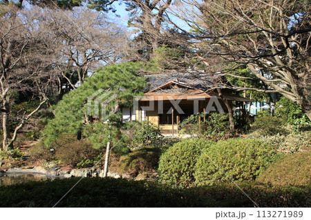 東京都港区白金台の国立科学博物館附属 自然教育園の風景 東京都港区白金台の国立科学博物館附属 自然教育園の風景 113271989