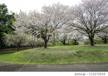 桜咲く妙泉寺公園 桜咲く妙泉寺公園 113272010
