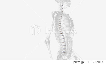 The intervertebral disc (IVD) is important in the normal functioning of the spine The intervertebral disc (IVD) is important in the normal functioning of the spine 113272014