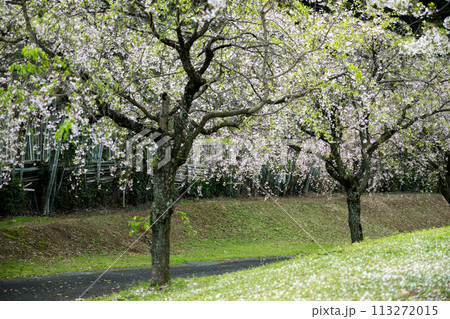 桜咲く妙泉寺公園 桜咲く妙泉寺公園 113272015
