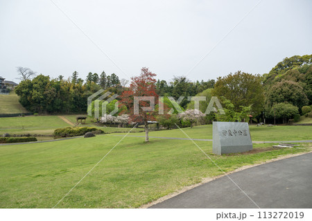 桜咲く妙泉寺公園 桜咲く妙泉寺公園 113272019