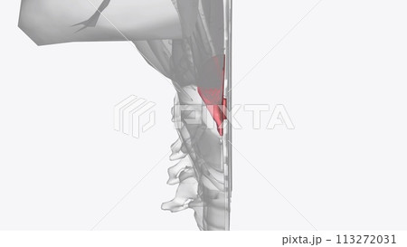 Cartilages, ligaments, membranes and muscles of the larynx Cartilages, ligaments, membranes and muscles of the larynx 113272031