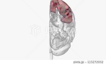 The postcentral gyrus is on the lateral surface of the parietal lobes between the central sulcus and postcentral sulcus 113272032