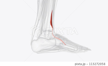 Fibularis tertius muscle, also called peroneus tertius, is located on the lower lateral aspect of the leg 113272058
