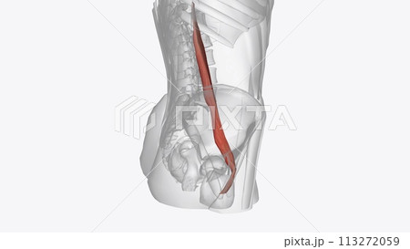 The psoas muscle is a paraspinal muscle located deep in the body, very close to the spine and the brim of the lesser pelvis 113272059