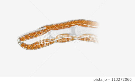 Fingernail Cross Section of Tissue 113272060