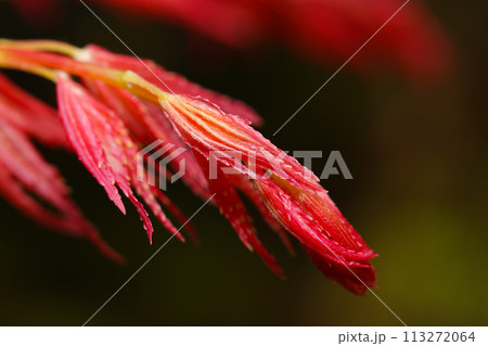 鮮やかな紅色のイロハモミジの若葉(自然光+ストロボ、マクロ接写撮影) 鮮やかな紅色のイロハモミジの若葉(自然光+ストロボ、マクロ接写撮影) 113272064