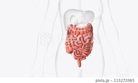 Lower gastrointestinal tract 3d medical 113272065