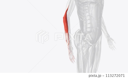Extensor muscles of right forearm Extensor muscles of right forearm 113272071