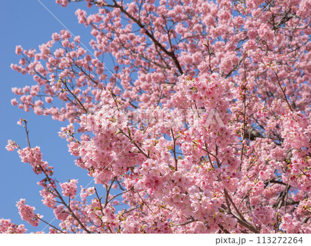 春の青空に映える満開の陽光桜 春の青空に映える満開の陽光桜 113272264