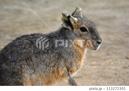 動物園のマーラ 113272301